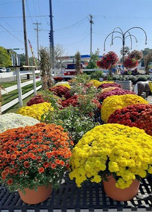 Lawn and Garden Supplies