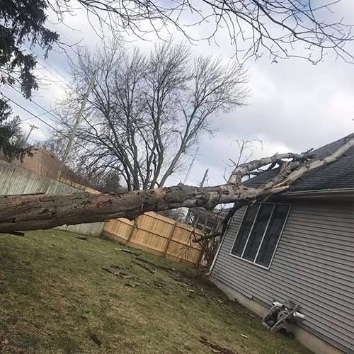 tree removal services
