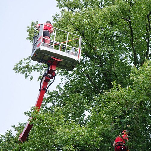 tree services