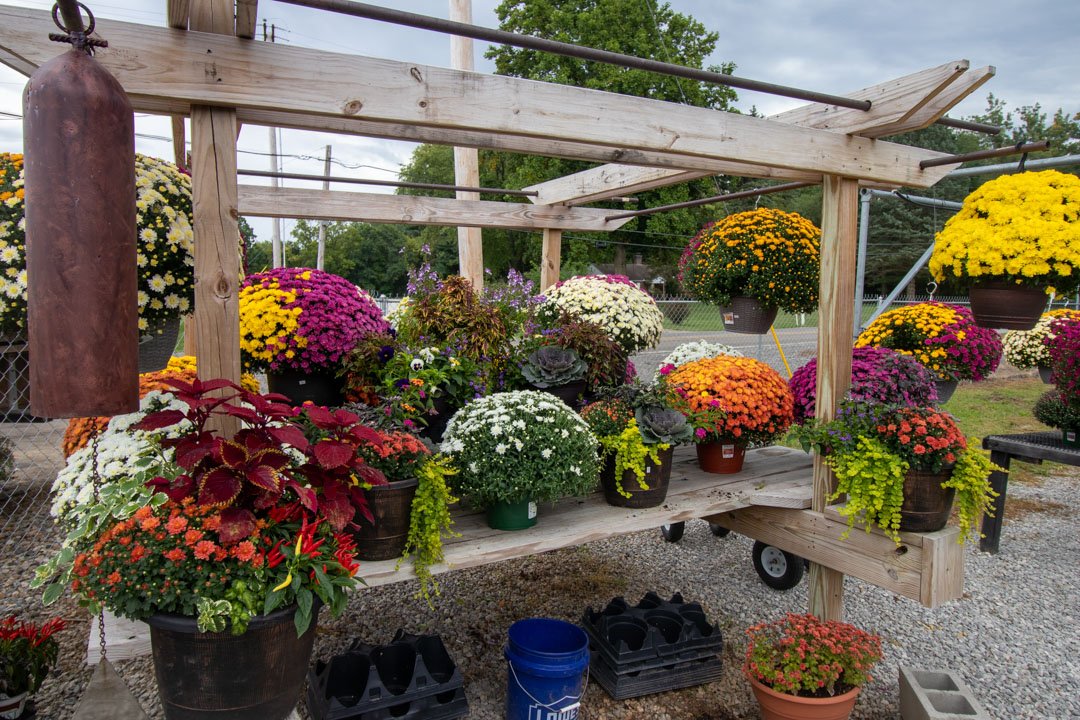 Flowers for Sale