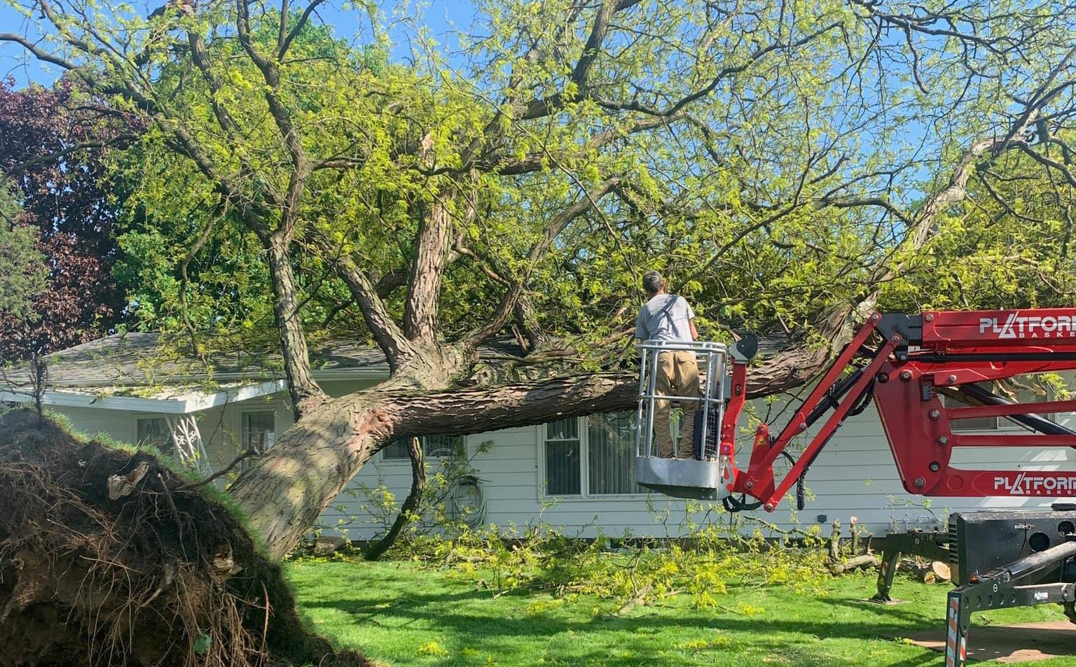 Tree Services