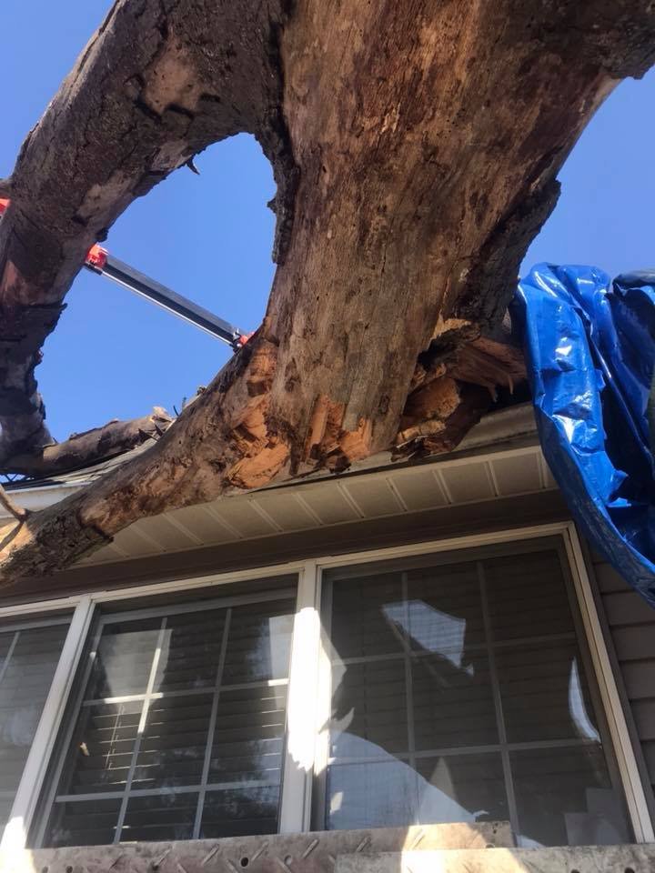 tree removal