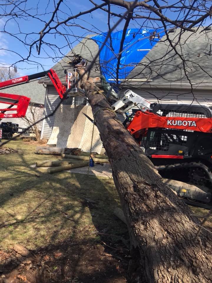 tree cutting company