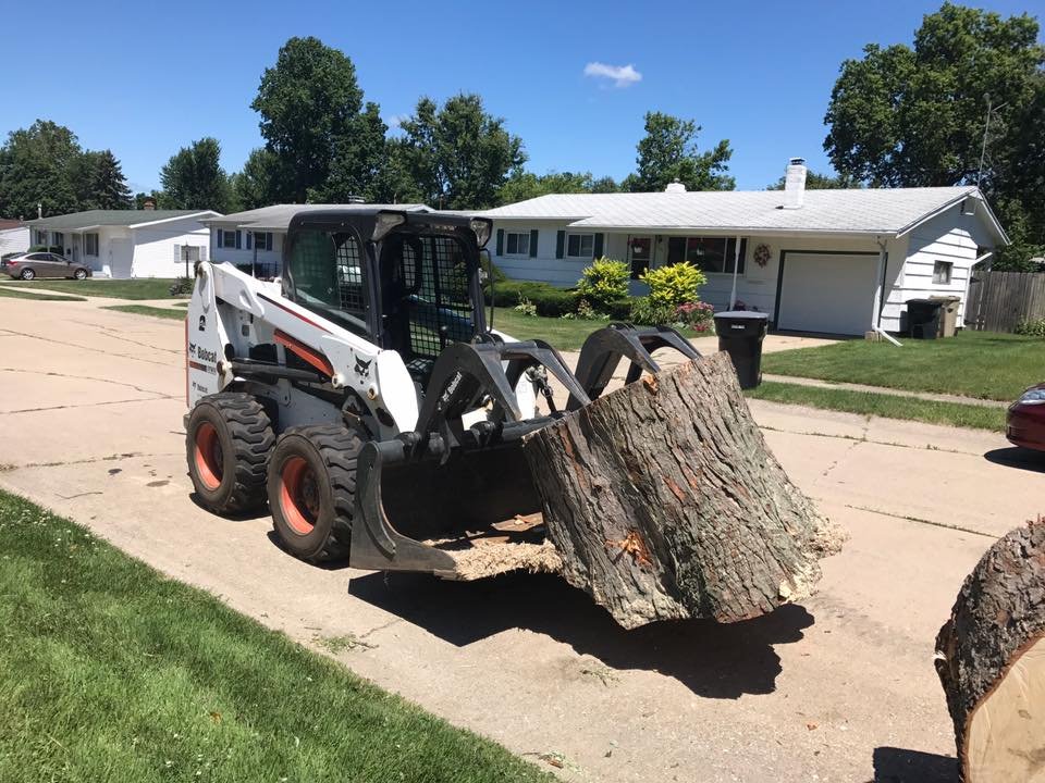removing tree