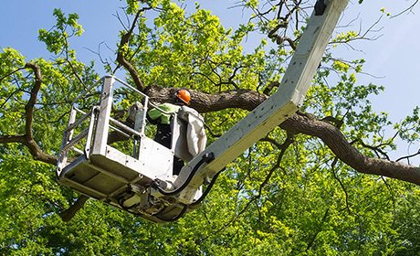 south bend tree service